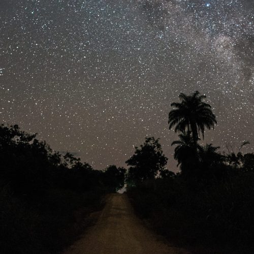 Foto noturna de um céu bastante estrelado com a floresta à contra luz na qual predomina uma árvore, palmeira próximo do centro, mais à direita da imagem. Ao centro uma estrada curva de terra