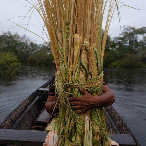 Fotografia horizontal, colorida. Ao centro da imagem, mãos de um um homem (cacique indígena) segura feixes de uma planta, sentado em uma canoa, em perspectiva, também ao centro. Em volta as águas do rio e ao fundo a vegetação de uma floresta inundada.