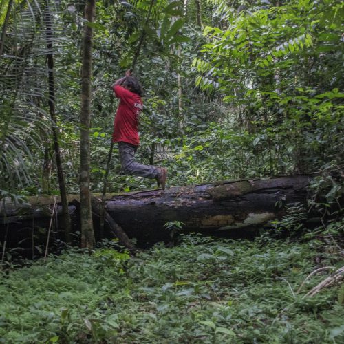 Fotografia horizontal, colorida. O seringueiro João Periquito, de Machadinho (Rondônia) de camiseta vermelha, pendurou-se em um cipó entre as árvores no meio da floresta com um grande tronco de árvore caída que divide a imagem